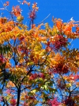 Travel theme: Multicolored sumac fall foliage