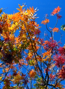 Fall foliage - colorful sumac