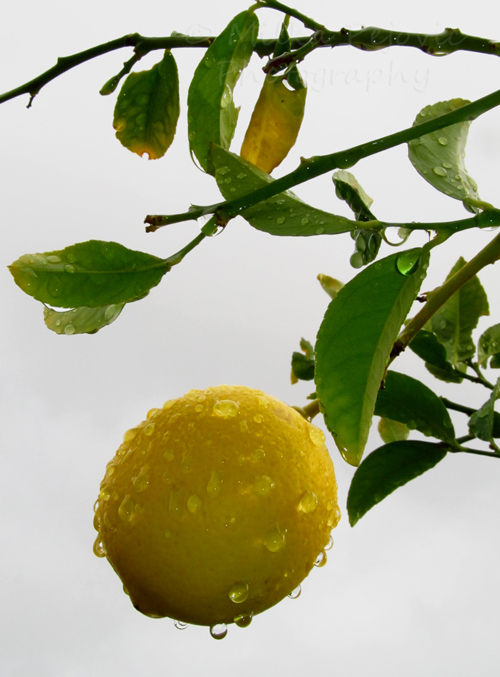 Let's be wild weekly photo challenge - weather - a wet lemon in San Diego