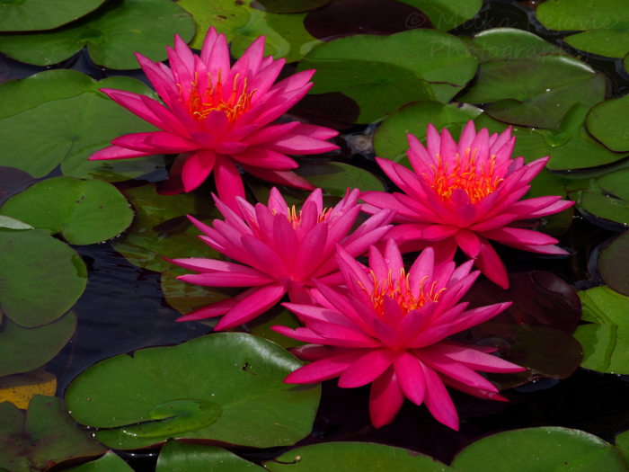 Pink water lilies at San Diego's Balboa Park