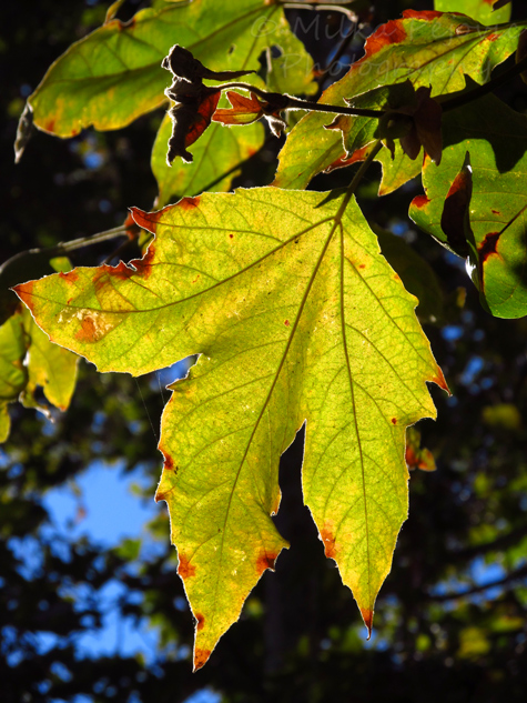 Festival of Leaves - Sycamore tree leaf