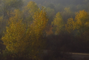 The yellow leaves of the poplars by the San Diego River