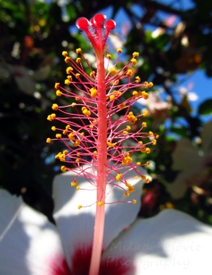 Cee’s Fun Foto Challenge: Red hibiscus flower