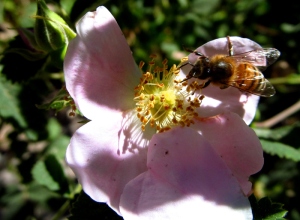 Sunday Post: Ongoing - bee on a wild rose in Idyllwild