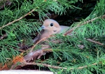 Mourning dove sitting on its nest and eggs