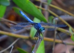 Capture The Colour 2013 photo contest - blue dragonfly
