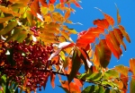 A Word A Week Challenge – Orange leaves of a sumac tree in the fall