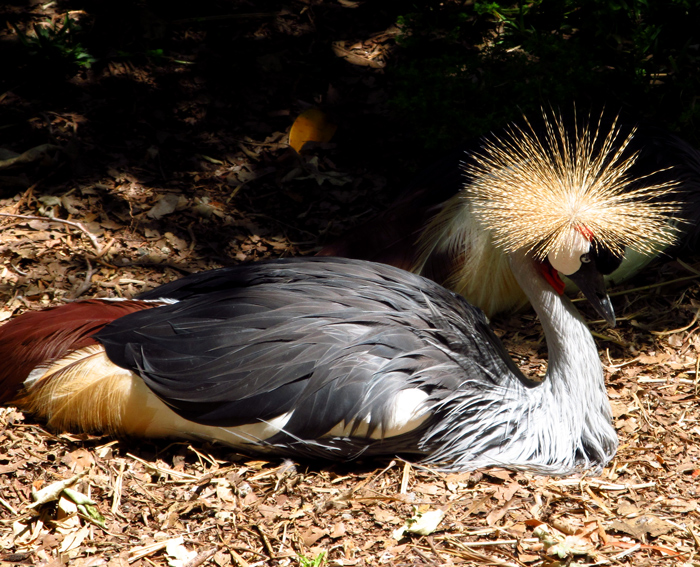 Sunday Post: Peaceful West African cranes at the San Diego Zoo Safari Park