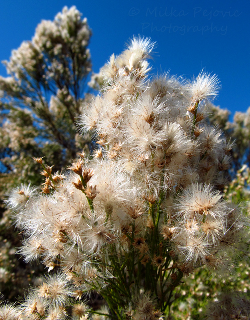 Let’s Be Wild Weekly Photo Challenge – Texture - Baccharis Sarothroides blooms