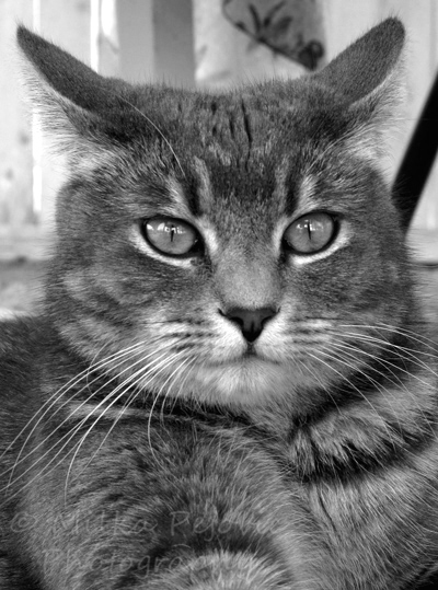 Cee’s Fun Foto Challenge: Black and white, beautiful cat
