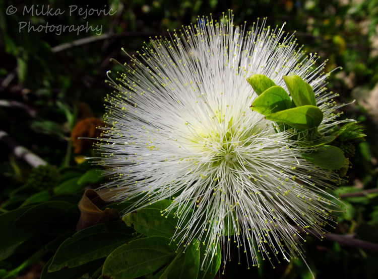Macro Monday: white powder puff flowers - Calliandra Haematocephala