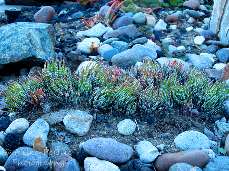 Cee's Fun Foto Challenge: Earth - succulents growing in dirt and rocks