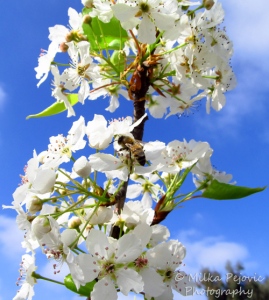 Bee on the blossoms of a pear tree
