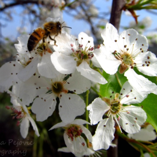 Bee on the pear blossoms at San Diego Balboa Park