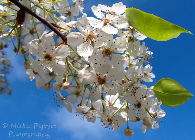 Beautiful pear blossoms of San Diego's Balboa Park