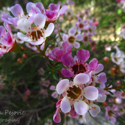 Macro Monday: Small pink flowers