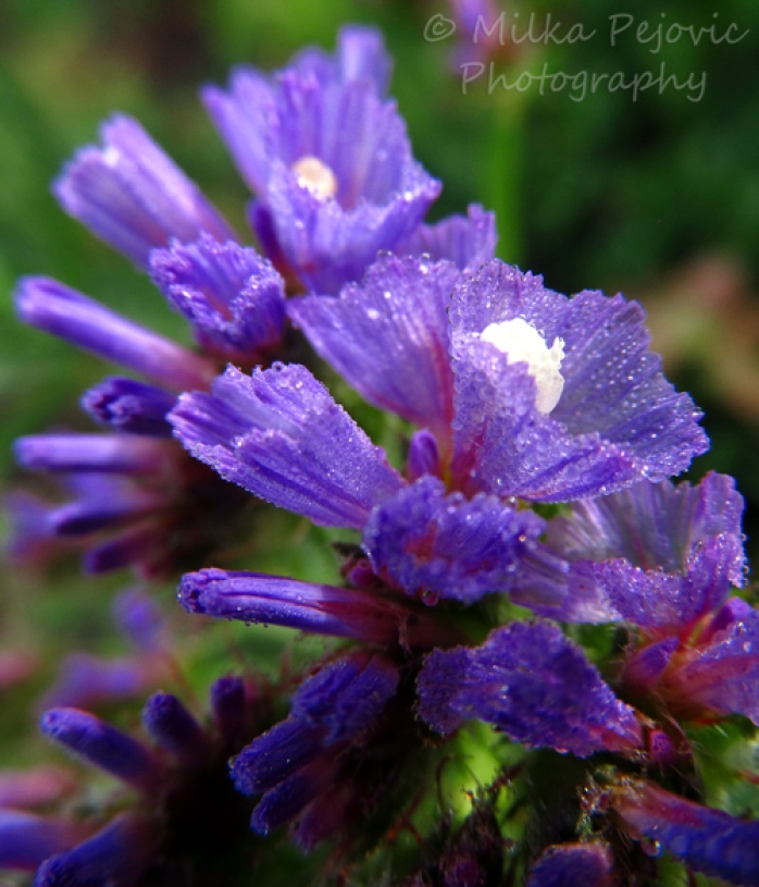 A word a week - violet wildflowers with dew drops