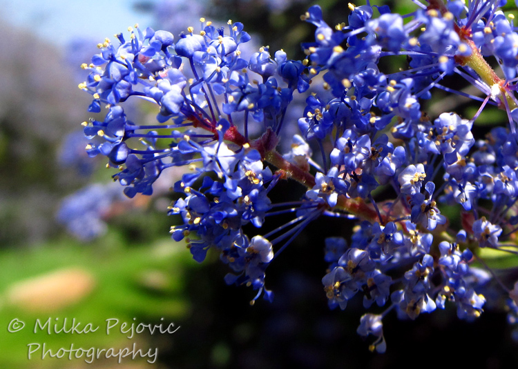 Let’s Be Wild Weekly Photo Challenge – Scent of Ramona lilac blossoms