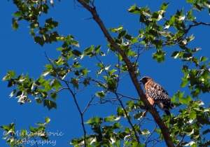 Cee’s fun foto challenge: One red-tailed hawk