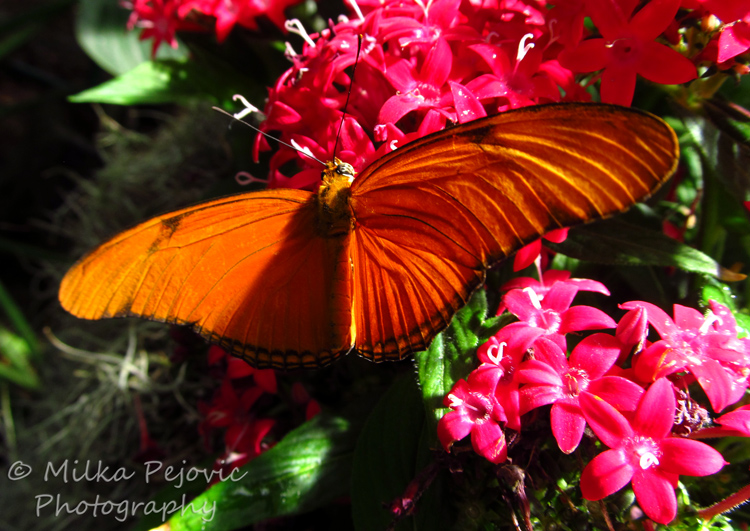 WordPress weekly photo challenge: From above - Orange julia butterfly (Dryas iulia)