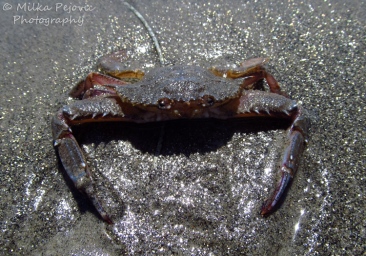 Cee’s fun foto challenge: One crab camouflaged in the sand