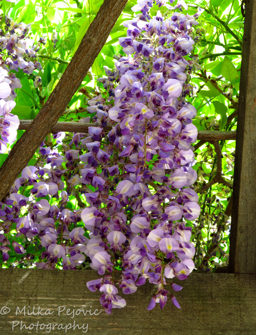 White and purple wisteria flowers