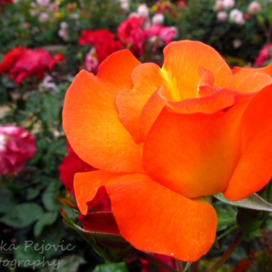 A Word A Week Challenge – Orange rose at Balboa Park