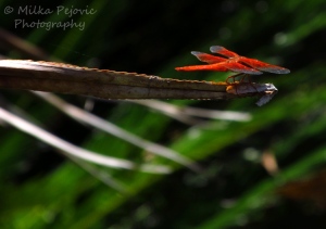 Macro Monday: orange dragonfly taking off
