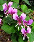 Macro Monday: small pink and purple flowers