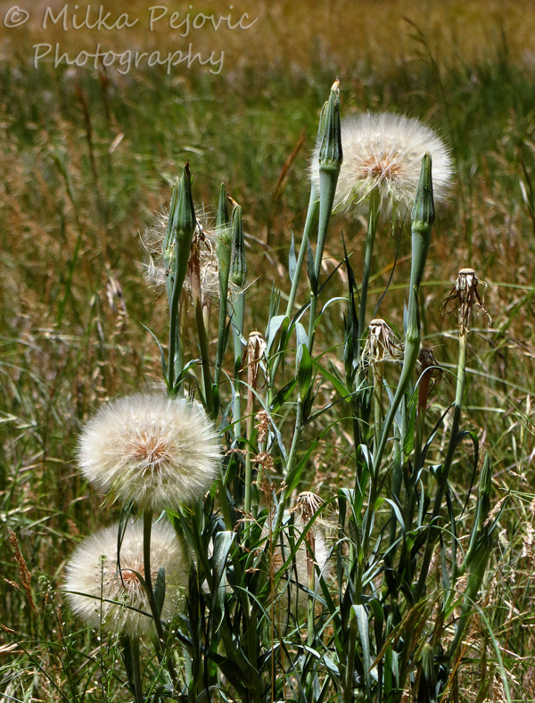 Giant dandelions in seed