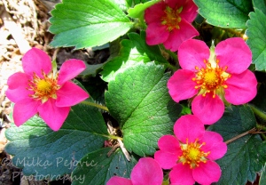 Red ruby strawberry pink flowers
