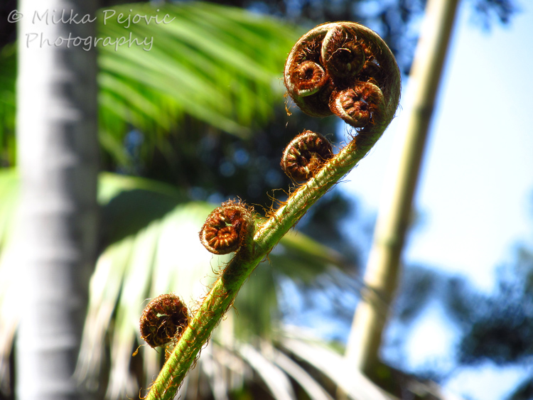 WordPress weekly photo challenge: Curves of giant fern fiddleheads