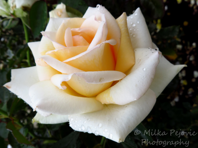 Floral Friday Fotos: Water drops on a white rose