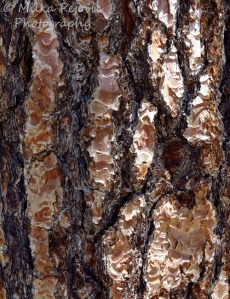 Macro Monday: Pine tree bark