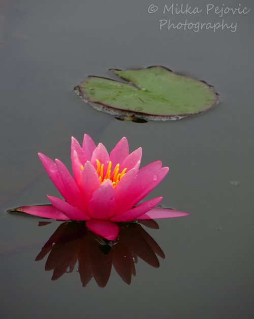 Pink waterlily reflecting in the water