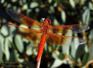 Travel theme: Wild - orange dragonfly