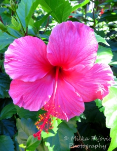 A Word A Week Challenge - Pink hibiscus flower