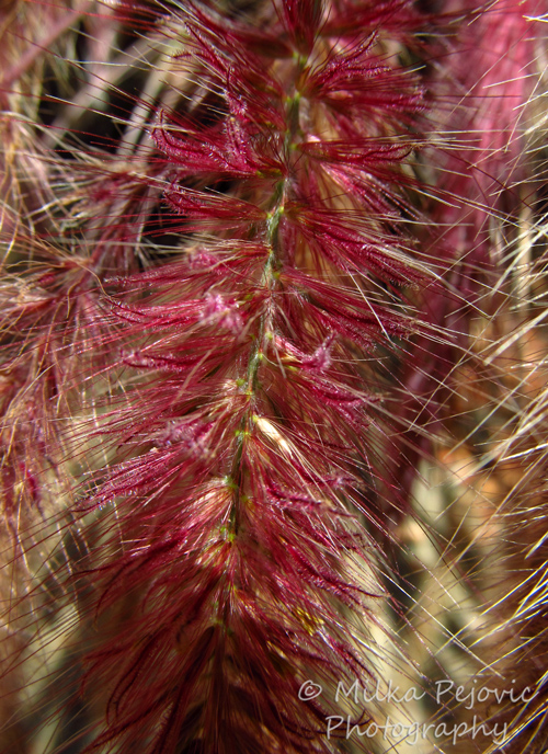 Pink grass seeds