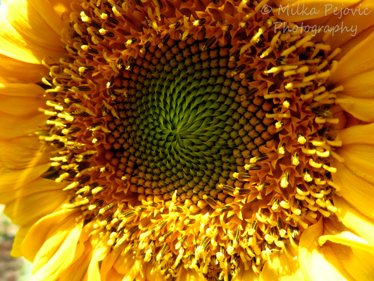 Seeds growing inside a sunflower
