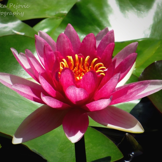 June 2015 - bright pink water lily