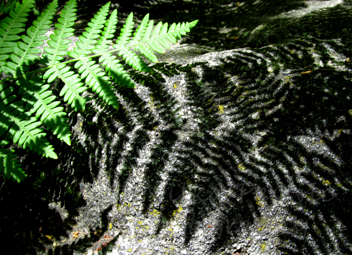 Dark shadow of fern on rock