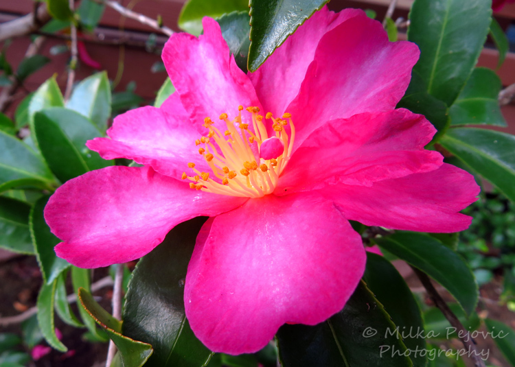 Macro Monday: pink azalea flower