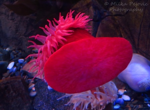 Red anemone on aquarium window