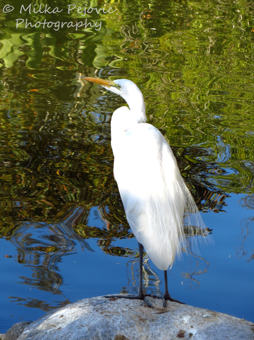 White egret with water ripples and reflections in the water