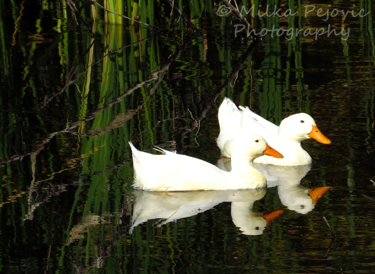 Wordpress Weekly Photo Challenge: Reflections of two white ducks swimming in the water