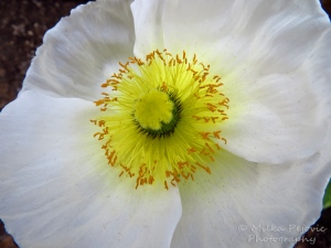 Macro Monday: center of a white poppy