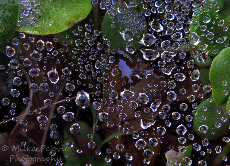 Macro Monday: Water drops on a spider web