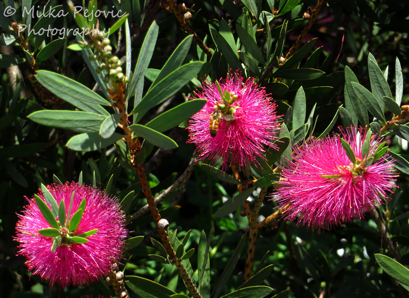 Bee collecting nectar on pink bottle brush flower